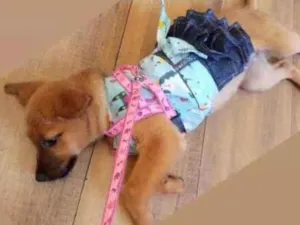 Cachorro raça SRD-ViraLata idade 2 a 6 meses nome Princesa 