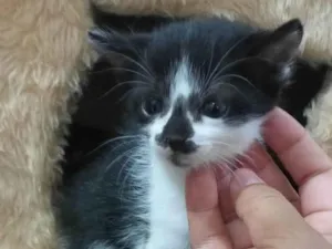 Gato raça  idade Abaixo de 2 meses nome Sem nome