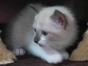 Gato raça  idade Abaixo de 2 meses nome Sem nome