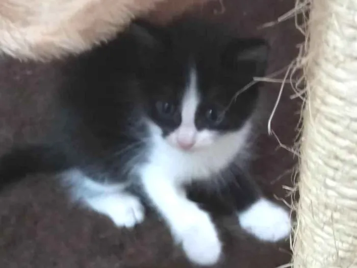 Gato ra a  idade Abaixo de 2 meses nome Sem nome