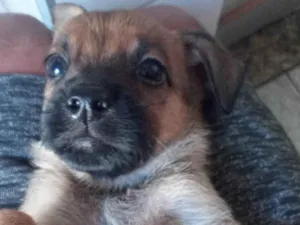 Cachorro raça Pastor Alemão com vira lata  idade 2 a 6 meses nome Filhotes