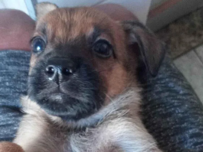 Cachorro ra a Pastor Alemão com vira lata  idade 2 a 6 meses nome Filhotes