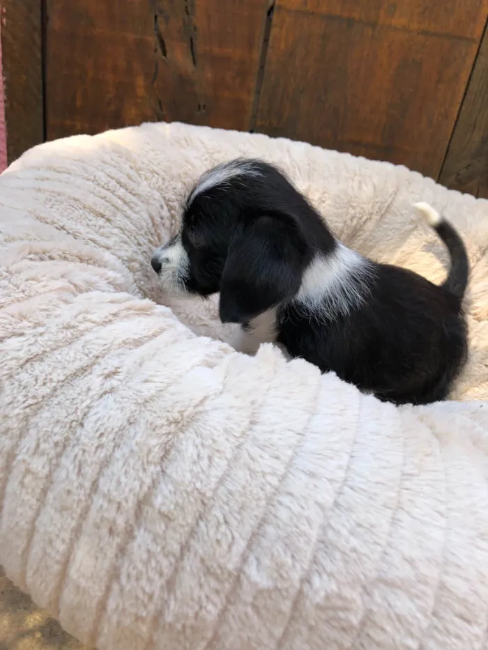 Cachorro raça SRD-ViraLata idade 2 a 6 meses nome Tina