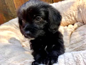 Cachorro raça SRD-ViraLata idade  nome Nana
