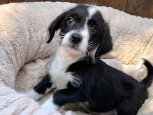 Cachorro raça SRD-ViraLata idade 2 a 6 meses nome Tina