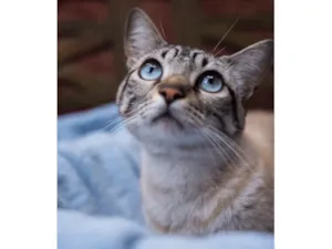 Gato raça SRD-ViraLata idade 7 a 11 meses nome Príncipe 