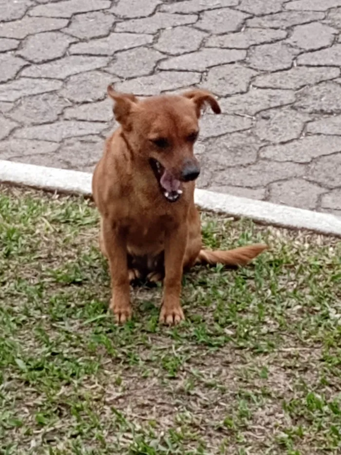 Cachorro ra a Não identifiquei  idade  nome Sem nome 