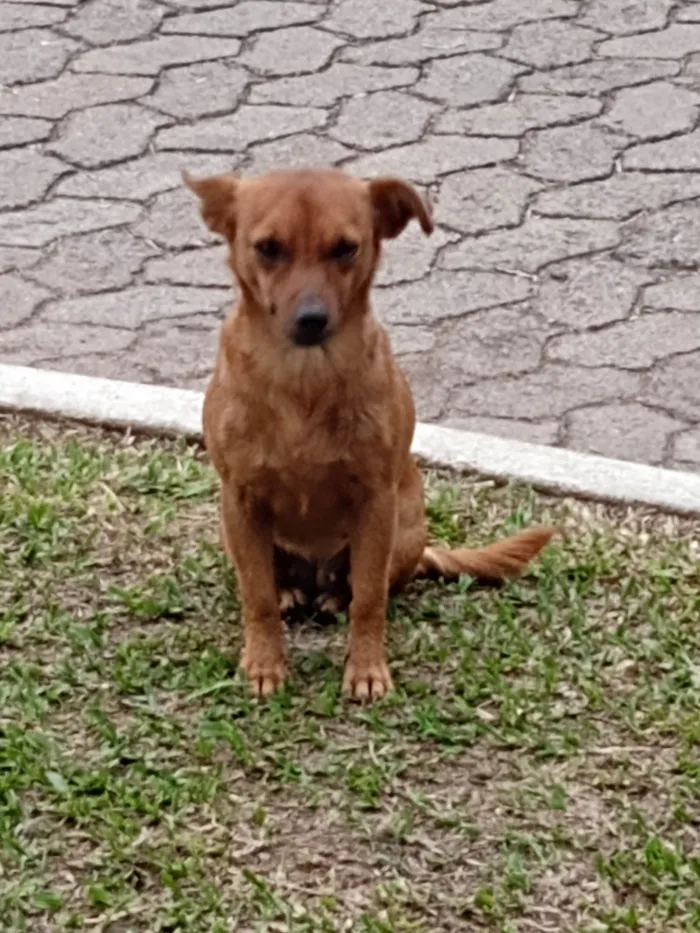 Cachorro ra a Não identifiquei  idade  nome Sem nome 