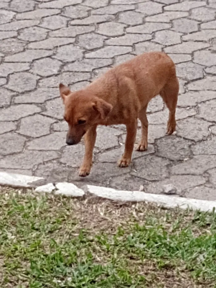 Cachorro ra a Não identifiquei  idade  nome Sem nome 