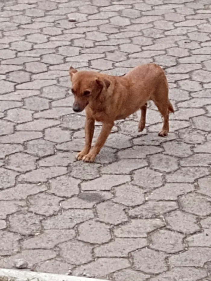 Cachorro ra a Não identifiquei  idade  nome Sem nome 