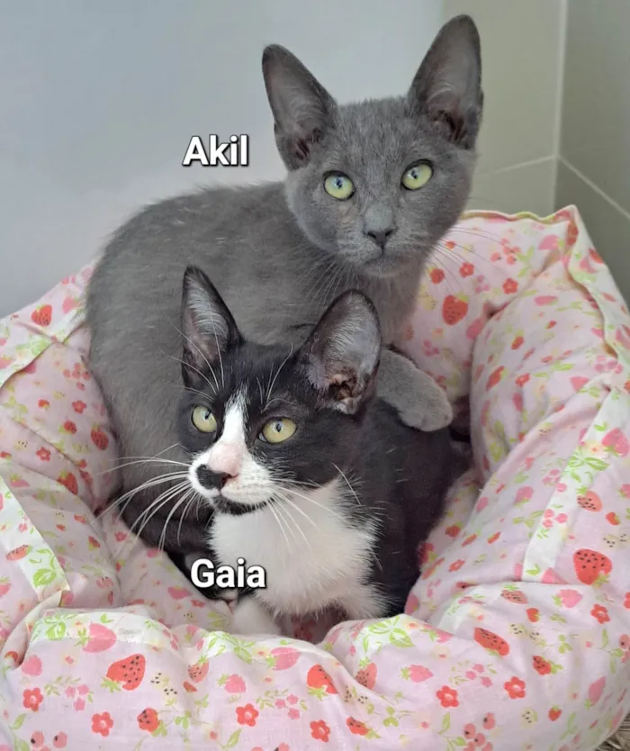 Gato raça SRD-ViraLata idade 2 a 6 meses nome Gaia