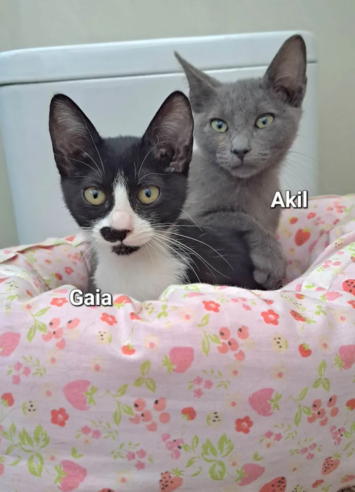 Gato raça SRD-ViraLata idade 2 a 6 meses nome Gaia