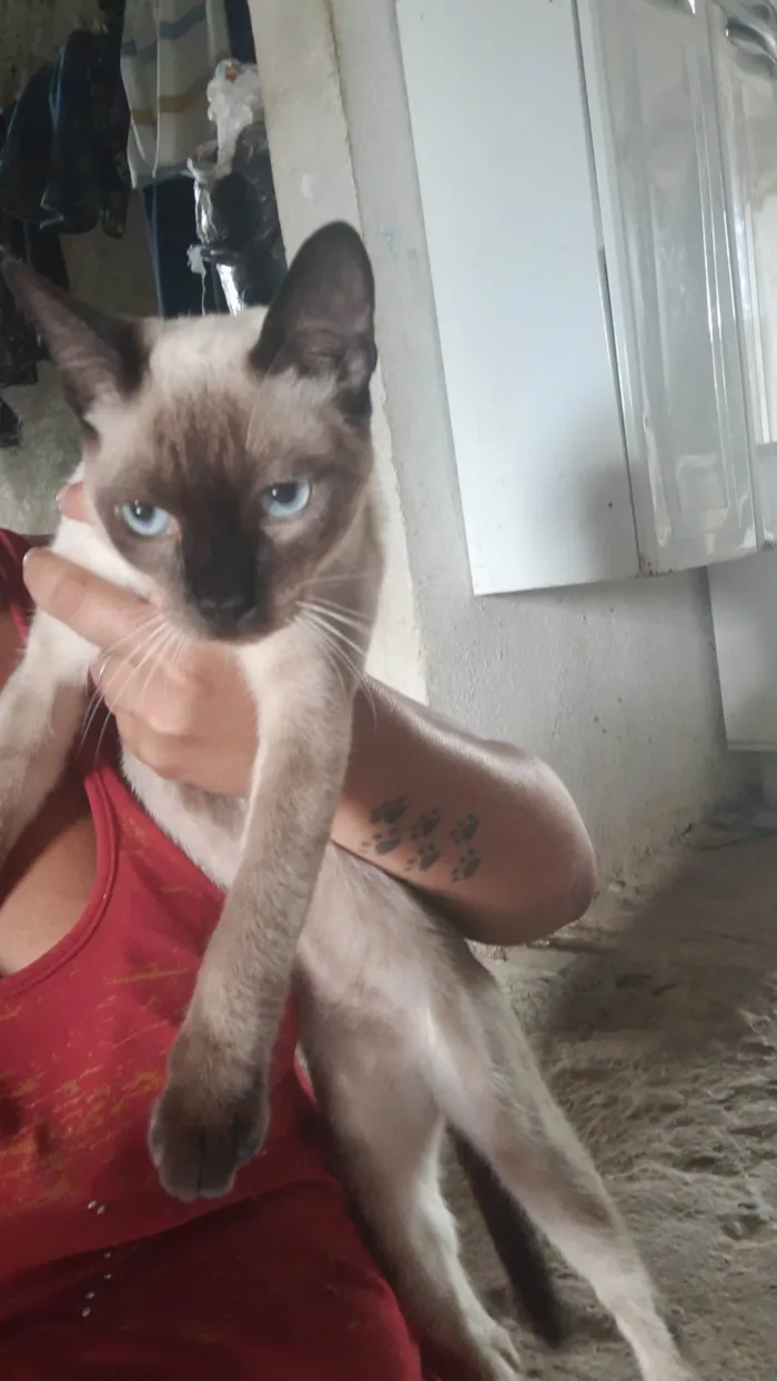 Gato ra a Siamês idade 7 a 11 meses nome Ainda não tem