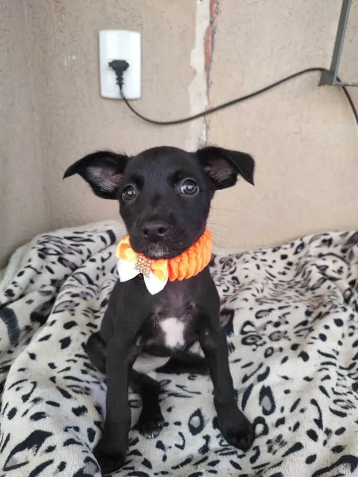 Cachorro ra a SRD-ViraLata idade 2 a 6 meses nome Filhotinhas