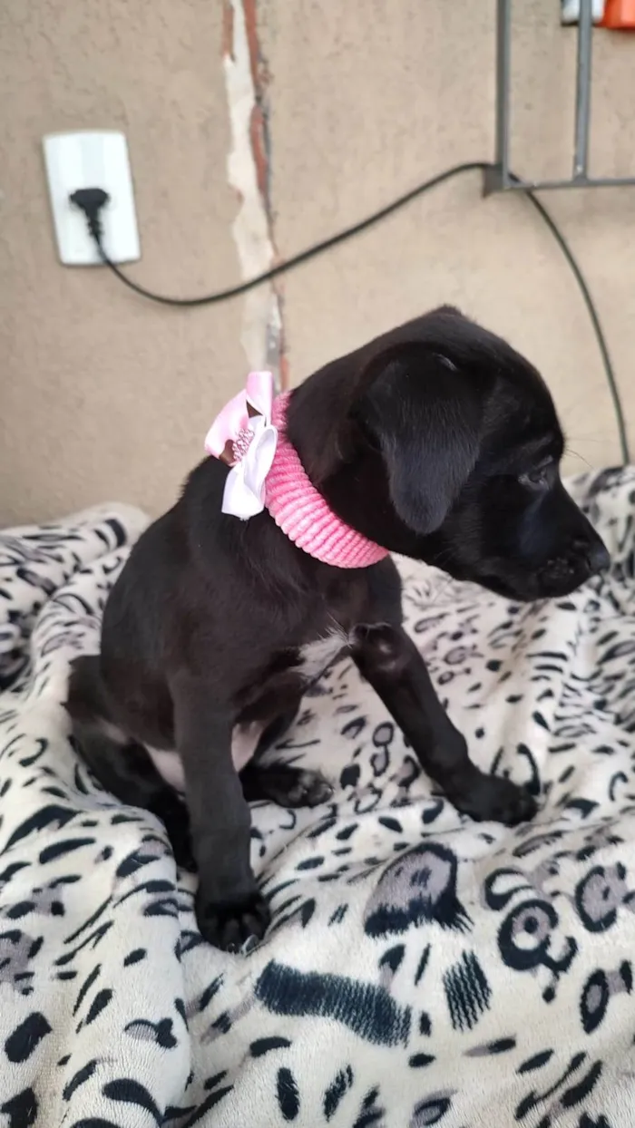 Cachorro ra a SRD-ViraLata idade 2 a 6 meses nome Filhotinhas