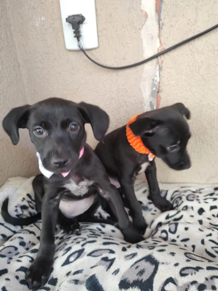 Cachorro ra a SRD-ViraLata idade 2 a 6 meses nome Filhotinhas