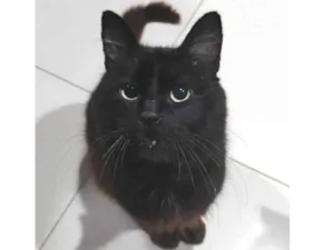 Gato raça Srd idade 2 a 6 meses nome Jorge