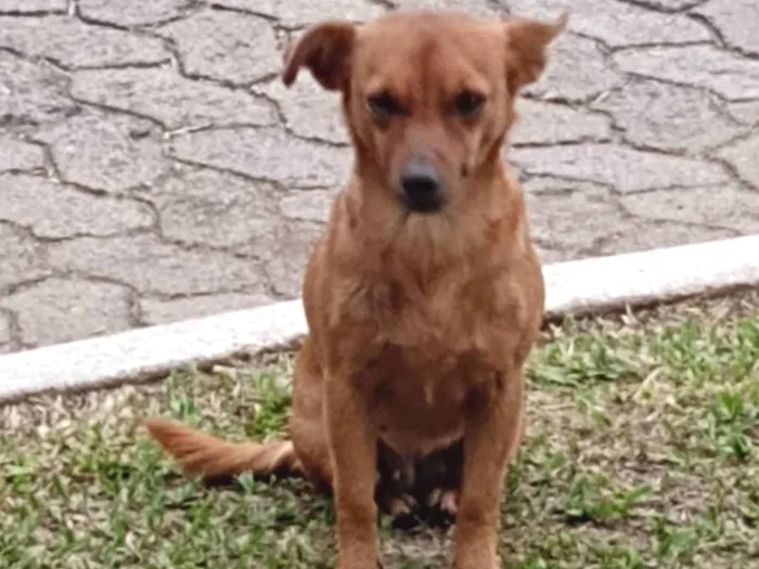 Cachorro ra a Não identifiquei  idade  nome Sem nome 