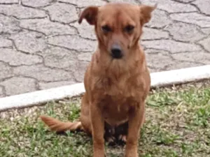 Cachorro raça Não identifiquei  idade  nome Sem nome 