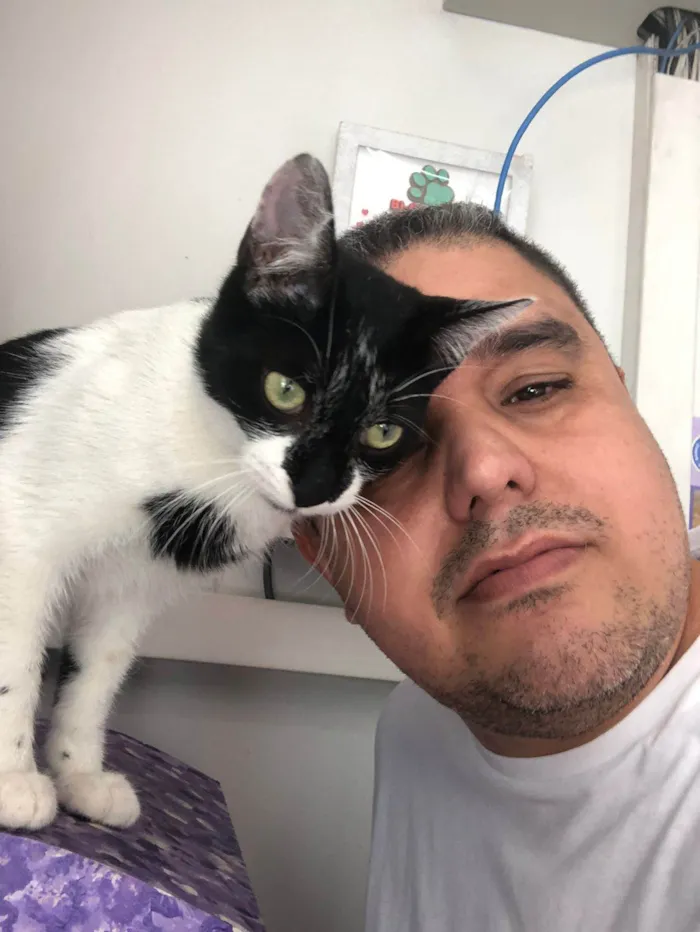 Gato raça srd idade 7 a 11 meses nome Lucy