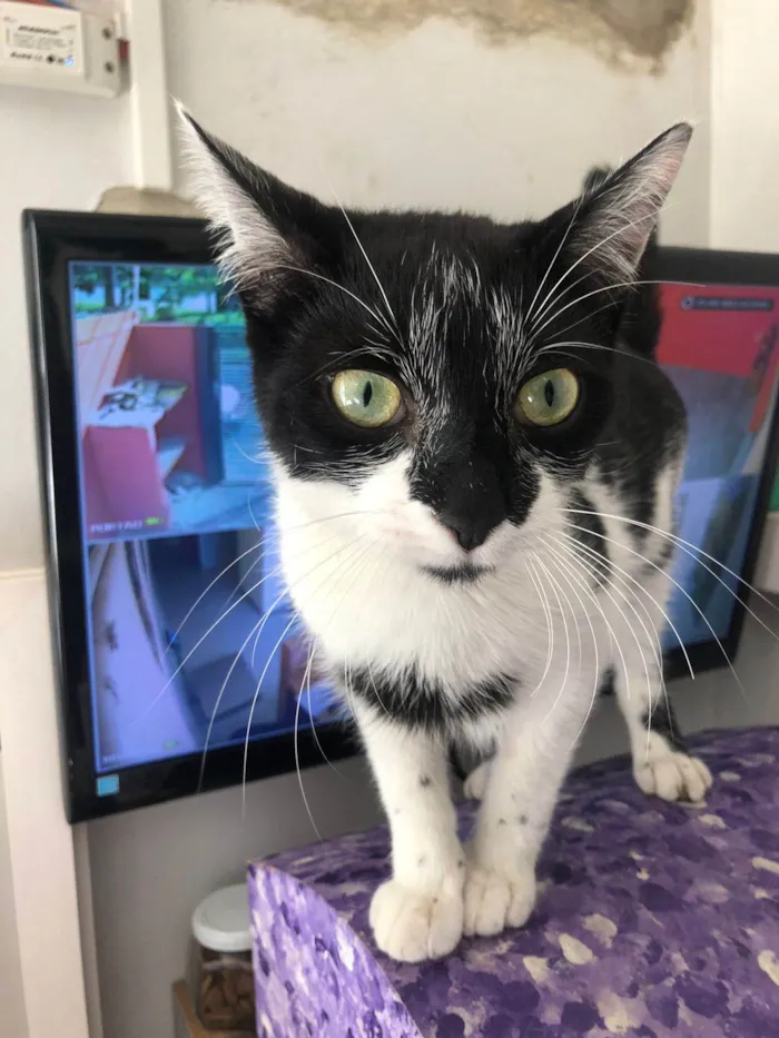 Gato raça srd idade 7 a 11 meses nome Lucy