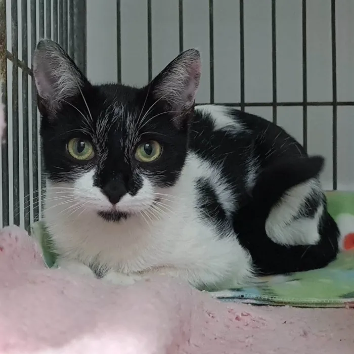 Gato raça srd idade 7 a 11 meses nome Lucy