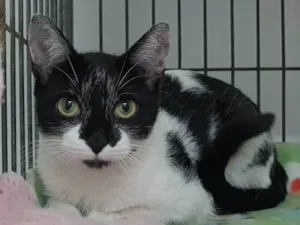 Gato raça srd idade 7 a 11 meses nome Lucy