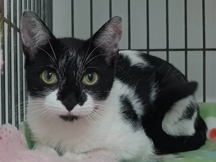 Gato raça srd idade 7 a 11 meses nome Lucy