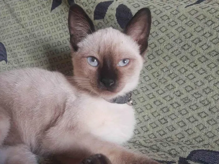 Gato ra a Siamês idade 7 a 11 meses nome Ainda não tem