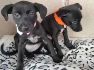 Cachorro raça SRD-ViraLata idade 2 a 6 meses nome Filhotinhas