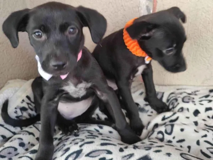 Cachorro ra a SRD-ViraLata idade 2 a 6 meses nome Filhotinhas