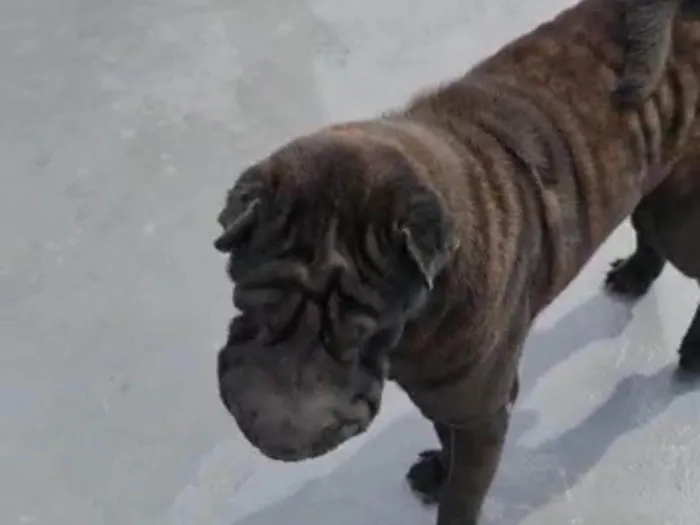 Cachorro ra a SharPei idade 2 anos nome Babylook