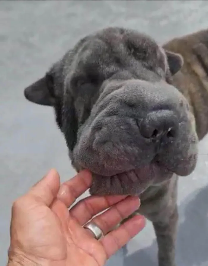 Cachorro ra a Sharpei idade 2 anos nome Perola