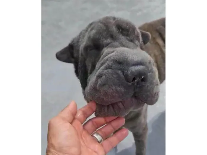 Cachorro ra a Sharpei idade 2 anos nome Perola