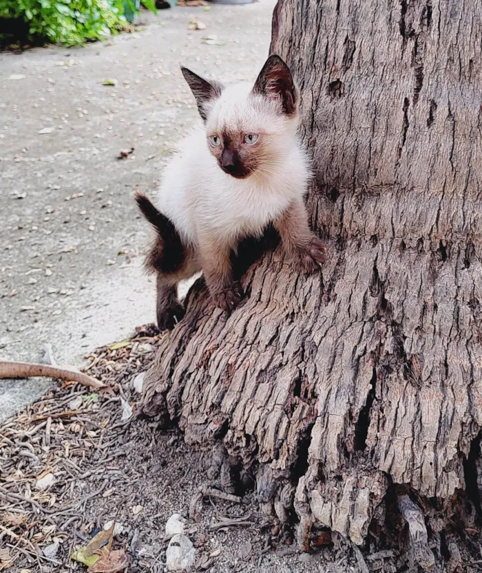 Gato ra a Não sei  idade 2 a 6 meses nome Ainda não tem, não é meu uma gata tv filhotes na minha churrasqueira a churrasqueira 