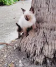 Ainda não tem, não é meu uma gata tv filhotes na minha churrasqueira a churrasqueira