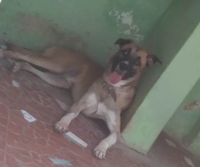 Cachorro ra a sem raça definida idade 7 a 11 meses nome Duke