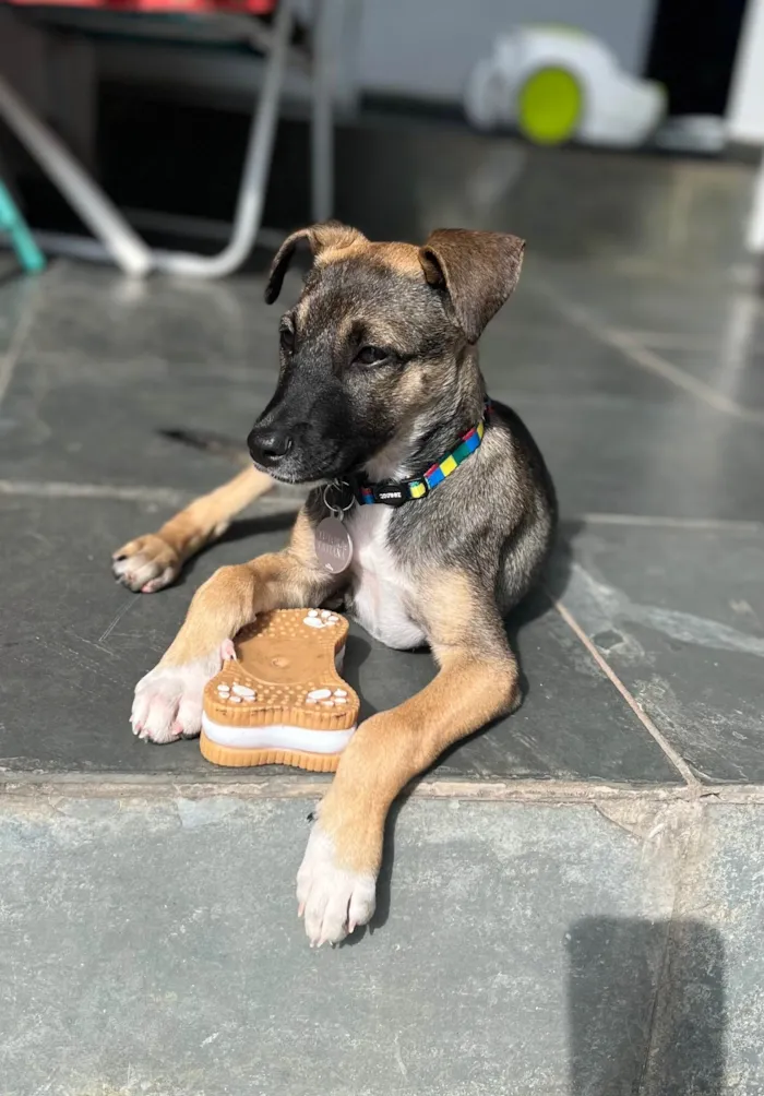 Cachorro ra a SRD-ViraLata idade 2 a 6 meses nome Maricota