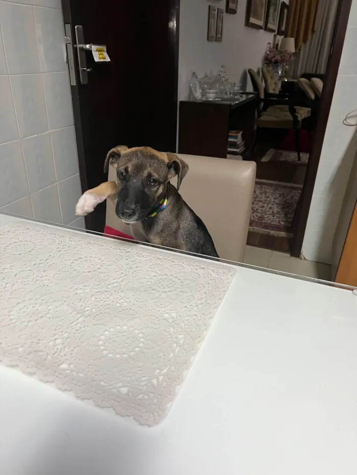 Cachorro ra a SRD-ViraLata idade 2 a 6 meses nome Maricota