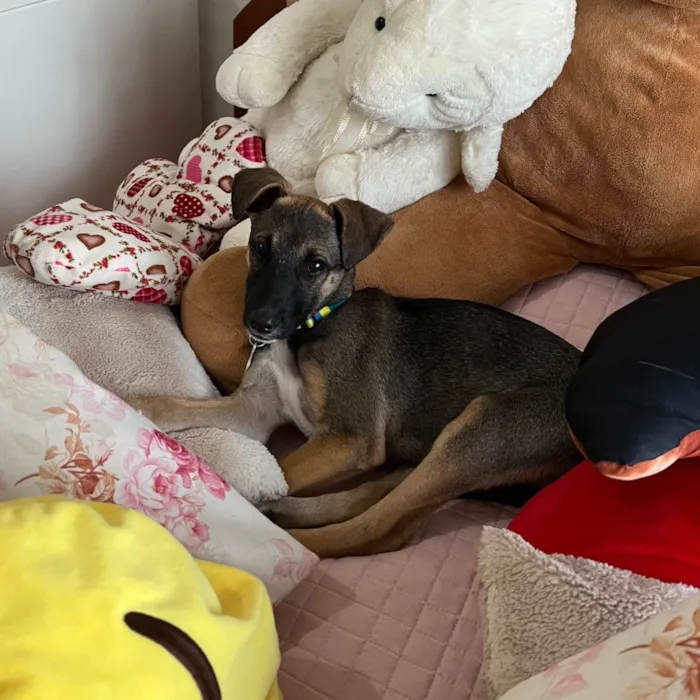 Cachorro ra a SRD-ViraLata idade 2 a 6 meses nome Maricota
