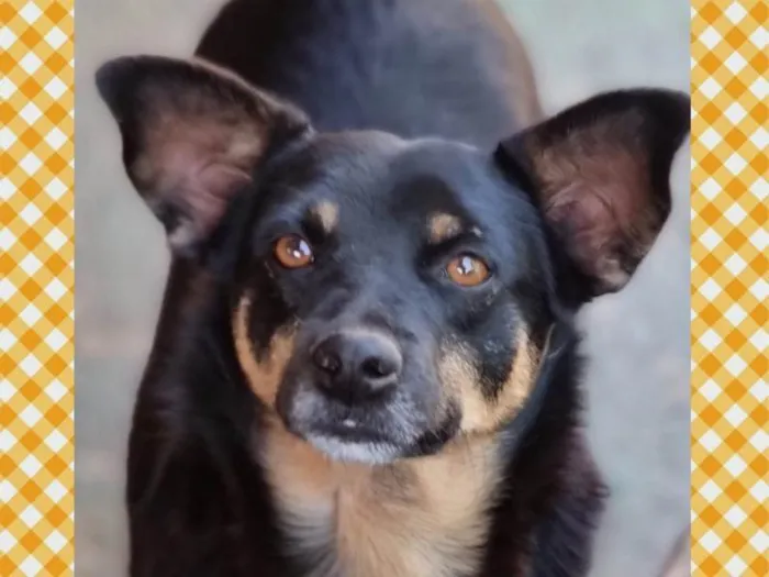 Cachorro ra a SRD-ViraLata idade 3 anos nome BURKE