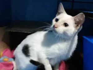 Gato raça Srd idade 7 a 11 meses nome Amélia
