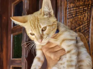 Gato raça Srd idade 2 a 6 meses nome Polaco 