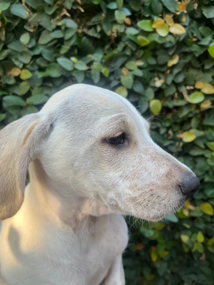 Cachorro raça SRD-ViraLata idade 2 a 6 meses nome Sem Nome 