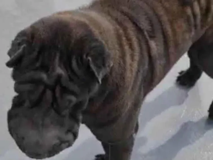 Cachorro ra a SharPei idade 2 anos nome Babylook