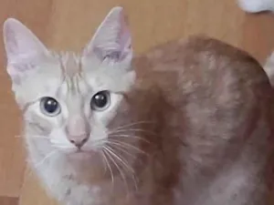 Gato raça Srd idade 7 a 11 meses nome Gringa