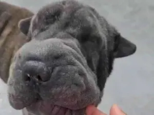 Cachorro raça Sharpei idade 2 anos nome Perola