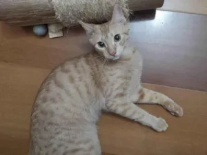 Gato raça Srd idade 7 a 11 meses nome Polaca