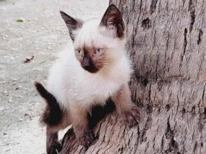 Gato raça Não sei  idade 2 a 6 meses nome Ainda não tem, não é meu uma gata tv filhotes na minha churrasqueira a churrasqueira 