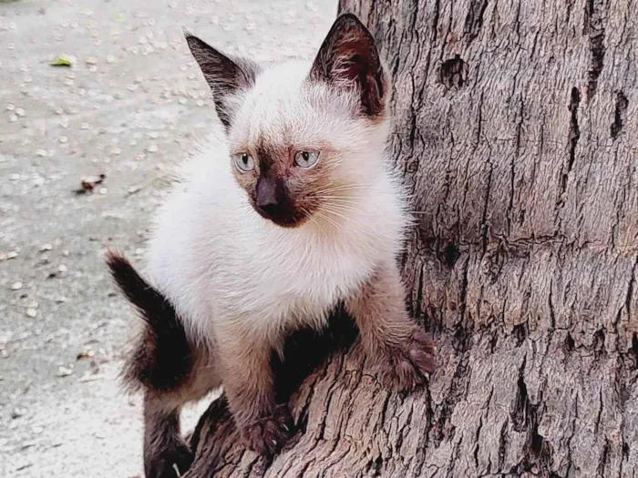 Gato ra a Não sei  idade 2 a 6 meses nome Ainda não tem, não é meu uma gata tv filhotes na minha churrasqueira a churrasqueira 